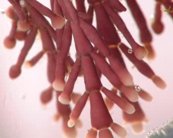 Coral Weed (Corallina officinalis)